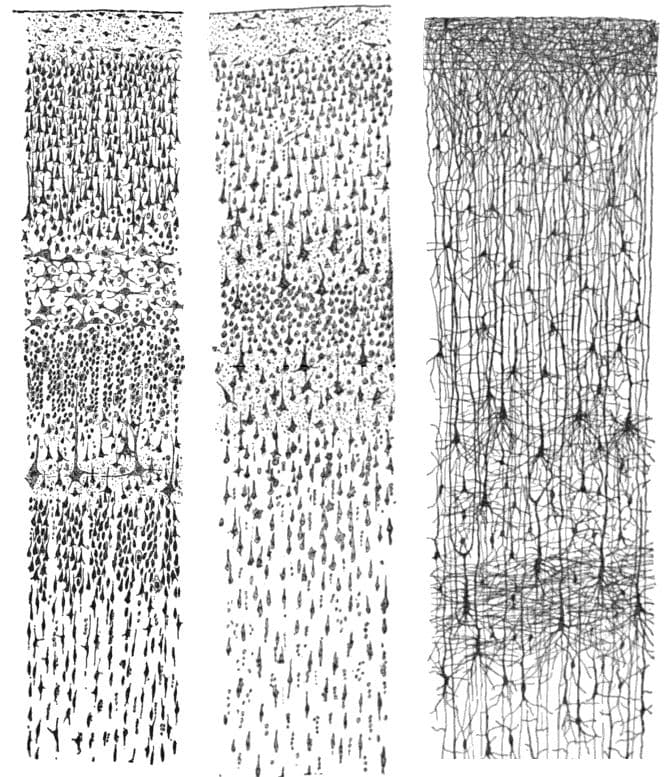 Desenho a tinta de neurônios do córtex, com seus prolongamentos.