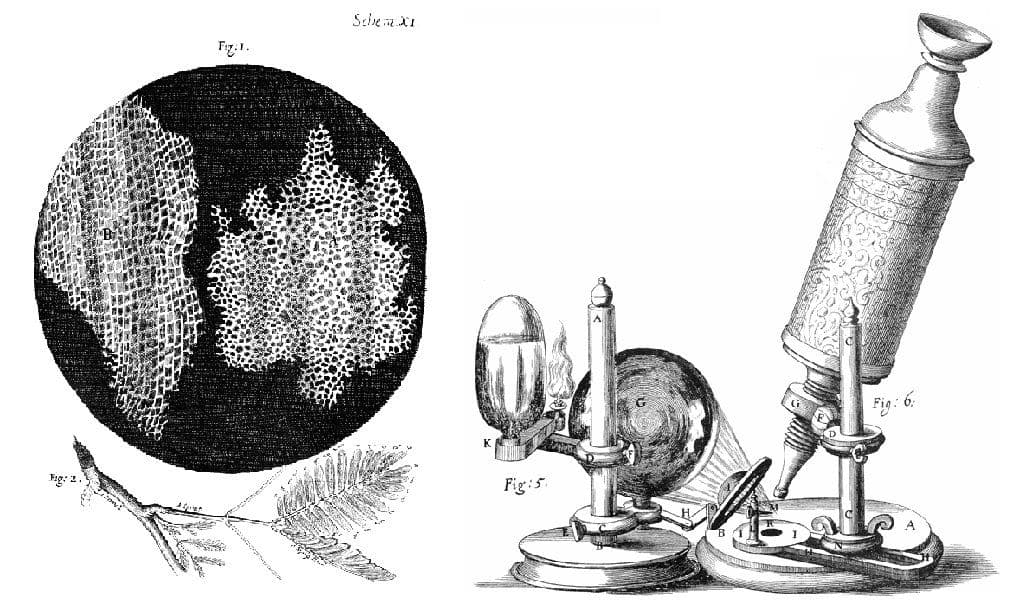 Gravura de células de cortiça vistas ao microscópio.